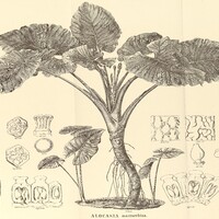 46. 47. ALOCASIA macrorrhiza.