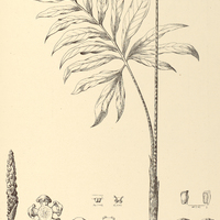 48. STAUROSTIGMA Luschnathianum.