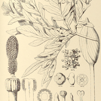 49. TACCARUM Weddellianum.