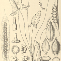51. SPATHICARPA sagittifolia.