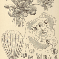 52. PISTIA Stratiotes var. obcordata, I. pl. juvencula non florens, II. forma minor, III. forma…