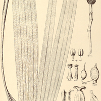 53. STELESTYLIS coriacea.