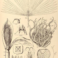 54. CARLUDOVICA palmata.