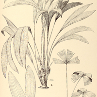 55. CARLUDOVICA I. plicata, II. palmata.