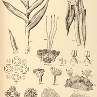 56. CARLUDOVICA plicata.