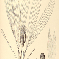 57. CARLUDOVICA I. chelidonura, II. acuminata.