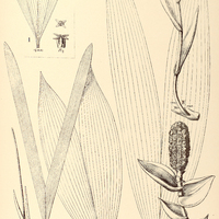 58. CARLUDOVICA I. latifrons, II. longicrura, III. brachypus, IV. tetragonopus, V. sarmentosa.