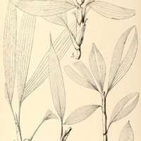 59. CARLUDOVICA I. Trailiana, II. divergens, III. heterophylla.