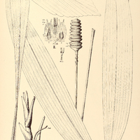 60. I. LUDOVIA crenifolia. II. CYCLANTHUS bipartitus var.
