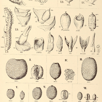 62. I. RAPHIA vinifera, II. MAURITIA flexuosa, III. vinifera, IV. aculeata, V. armata, VI. Martiana…
