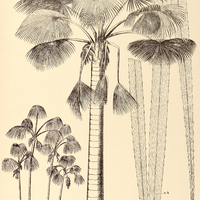 63. MAURITIA I. flexuosa, II. aculeata.