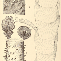 64. MAURITIA I. aculeata, II. flexuosa.