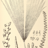 65. MAURITIA I. flexuosa, II. Martiana.