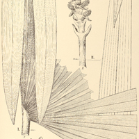 66. OROPHOMA I. subinermis, II. Carana.