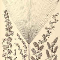 67. I. LEPIDOCARYUM gracile. II. MAURITIA flexuosa, III. vinifera.