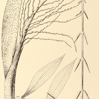69. DESMONCUS rudentum.