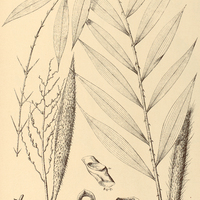 70. DESMONCUS phengophyllus.