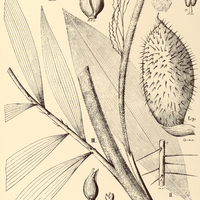 71. DESMONCUS I. palustris, II. orthacanthos, III. leptoclonos.