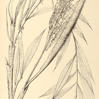 72. DESMONCUS pycnacanthos var. sarmentosus.