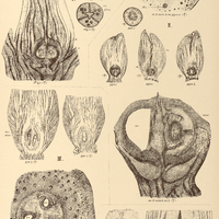 73. I. GLAZIOVA splendens. II. BACTRIS setosa. III. ASTROCARYUM Ayri. IV. ELAEIS Guineensis.