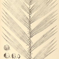 74. BACTRIS I. pallidispina, II. major.