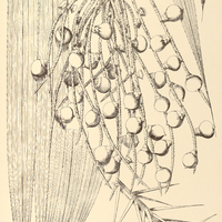 74. BACTRIS pallidispina.