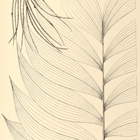 76. BACTRIS actinoneura.