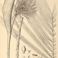 77. BACTRIS glaucescens.