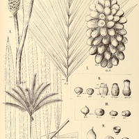 78. BACTRIS I. concina, I. Trailiana, I. acanthospatha, IV. turbinocarpa, V. Constanciae, VI…