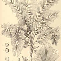 79. BACTRIS caryotifolia.