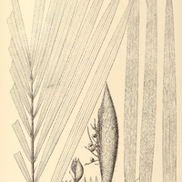 80. BACTRIS Glaziovana.