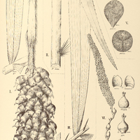 81. ASTROCARYUM I. Rodriguesii, II. farinosum, III. minus, IV. princeps, V. Tucuma, VI. tacumoides.