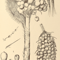 82. ASTROCARYUM I. candescens, II. gynacanthum.