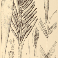 83. ASTROCARYUM I. Weddellii, II. pygmaeum.