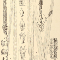 84. ACROCOMIA I. glaucophylla, II. intumescens.