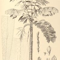 85. MARTINEZIA caryotifolia.