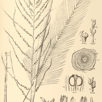 86. GLAZIOVA Martiana.