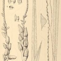 87. COCOS I. Mikaniana, II. Prokopiana, III. acrocomioides.