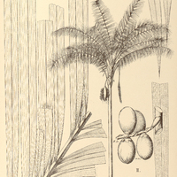 88. COCOS I. Martiana, II. Inajai.