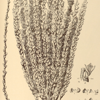 89. COCOS Martiana.