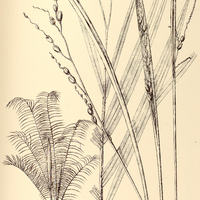 91. COCOS I. graminifolia, II. var. nana.