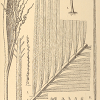 96. COCOS I. leiospatha, II. var. angustifolia.