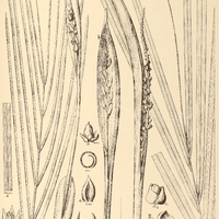 97. COCOS I. petraea, II. acaulis.