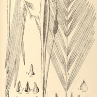 98. DIPLOTHEMIUM I. leucocalyx, II. maritimum.