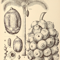99. ATTALEA I. Humboldtiana, II. compta, III. spectabilis var. ?, IV. var. ?.