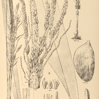 100. ATTALEA I. exigua, II. Indaya.