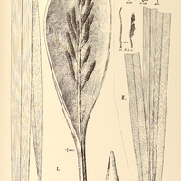 101. ATTALEA I. nucifera, II. phalerata.