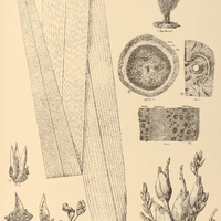 102. ORBIGNIA Lydiae.