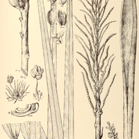 103. ORBIGNIA Eichleri.