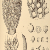 105. ELAEIS I. guineensis, II. melanococca.